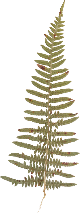 Hand Pressed Flora