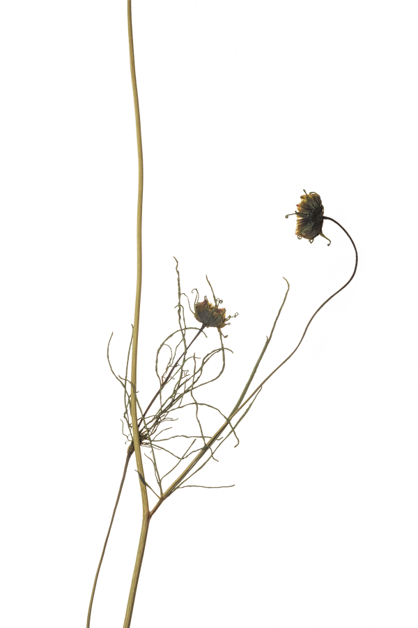 Hand Pressed Flora