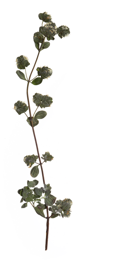 Hand Pressed Flora