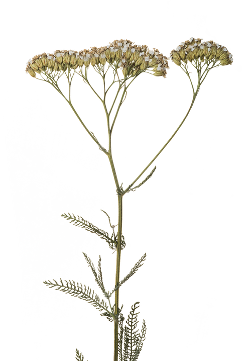 Hand Pressed Flora